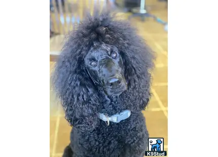 a black poodle dog with a white collar